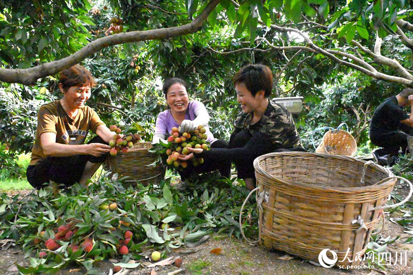 晚熟荔枝成为合江乡村振兴和农民增收的助推器。李峰摄
