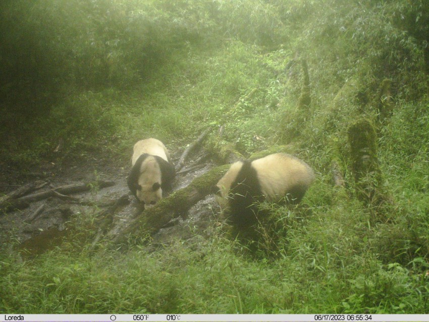 被拍摄到的大熊猫。四川蜂桶寨国家级自然保护区管护中心供图