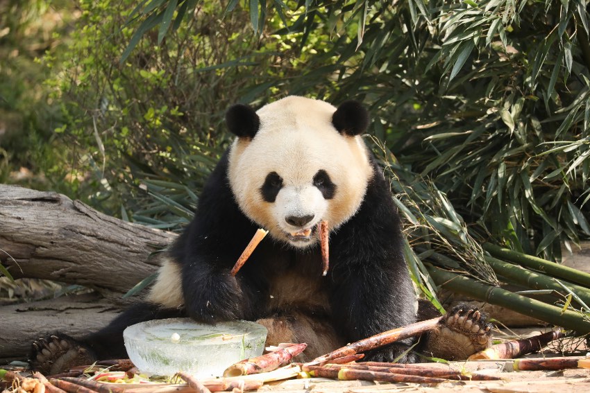 大熊猫“芝麻”。成都大熊猫繁育研究基地供图