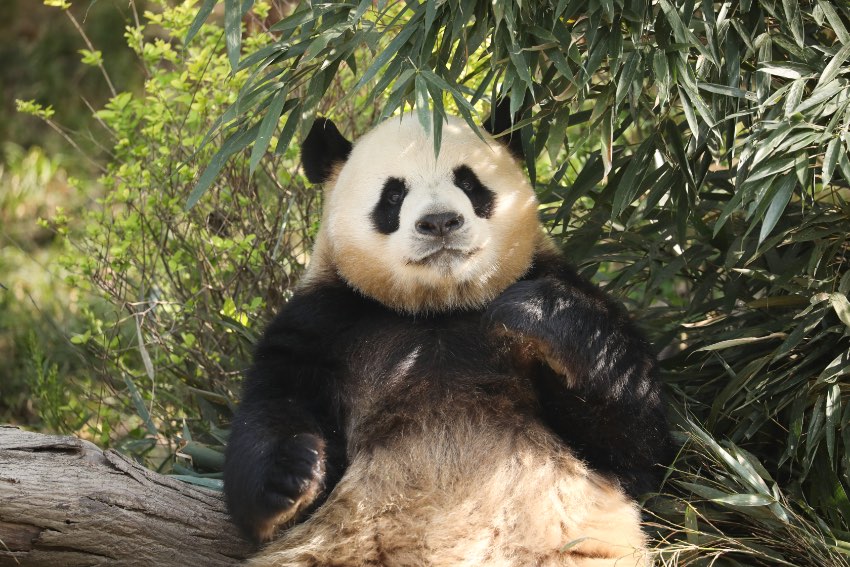 大熊猫“芝麻”。成都大熊猫繁育研究基地供图