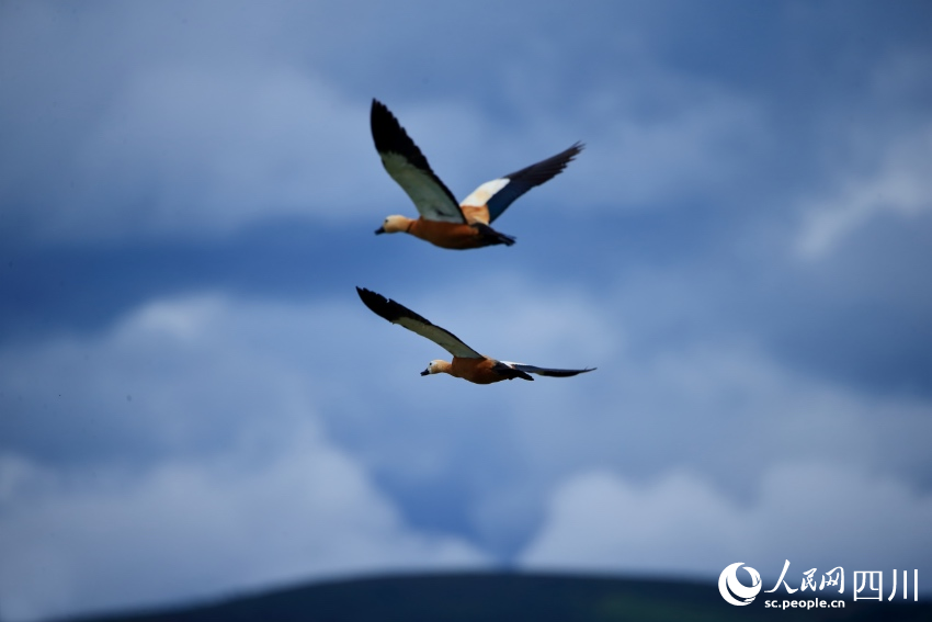 展翅飞翔的国家二级保护动物赤麻鸭。陶军摄 