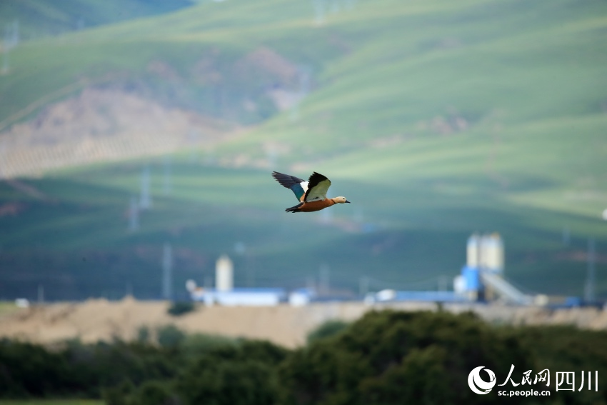 展翅飞翔的国家二级保护动物赤麻鸭。陶军摄