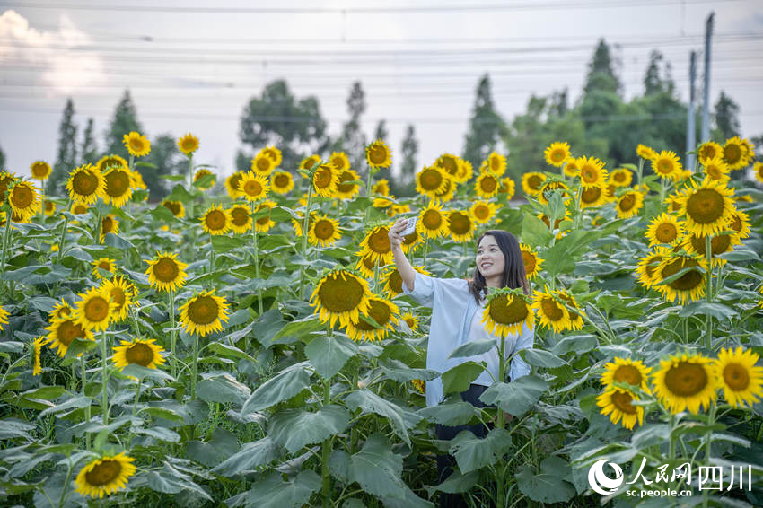 绽放的向日葵花海里市民正在拍照留影。翁光建摄