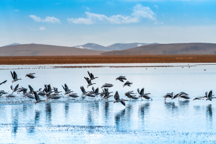 阿坝州黄河流域湿地斑头雁群。阿坝州委宣传部供图