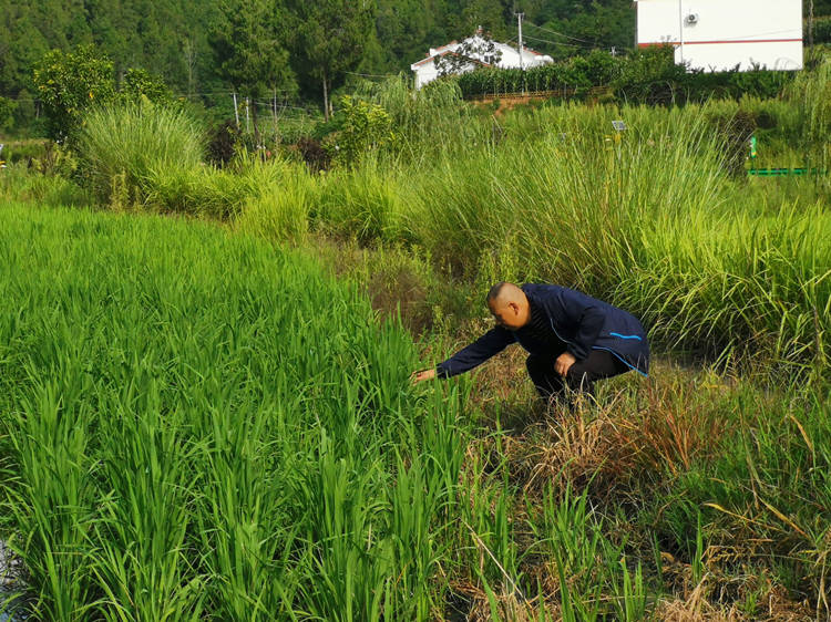 农机人员检查水稻生长情况。昭化区融媒体中心供图