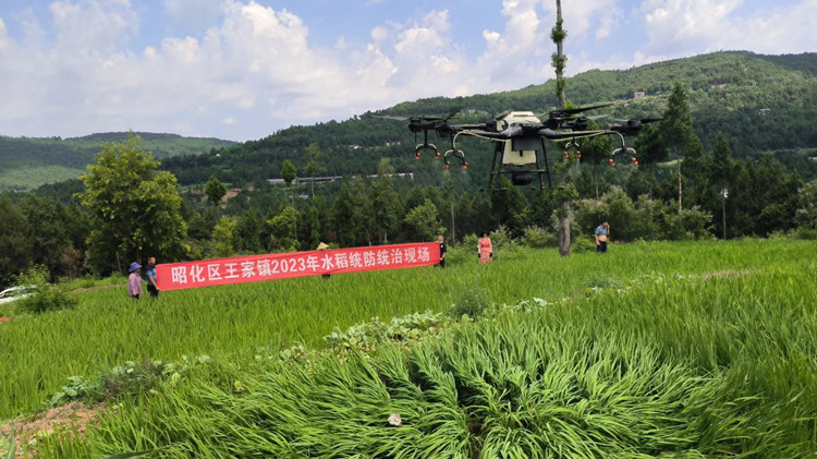 无人机进行水稻病虫害防治。昭化区融媒体中心供图