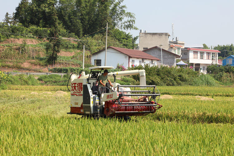 农机收割水稻。翠屏区融媒体中心供图