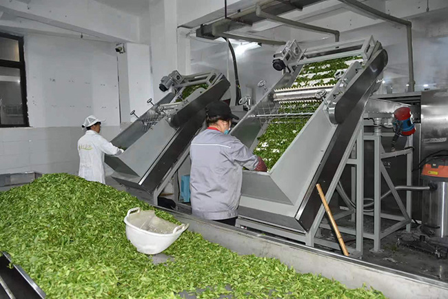 茶業加工。丁文君供圖