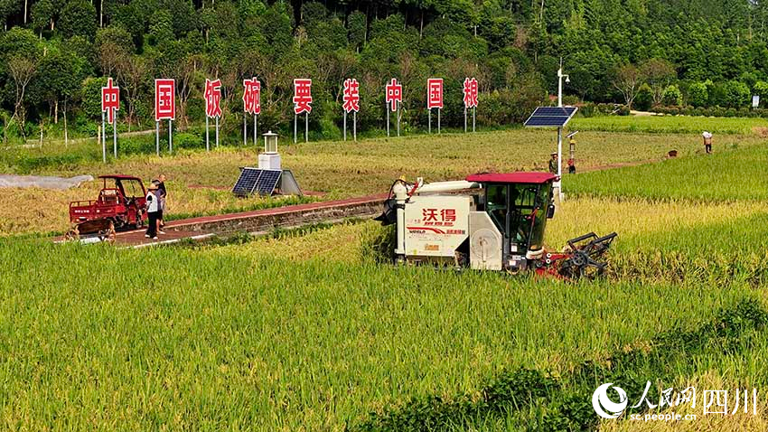 稻穗飄香農家忙。王巍攝