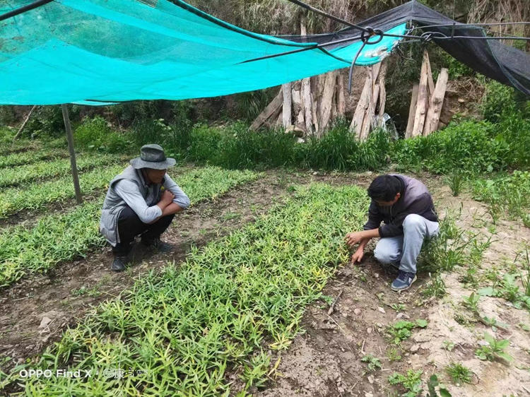 药农检查贝母的长势。松潘县融媒体中心供图
