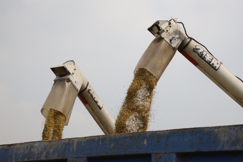 正在装车收割来的水稻。宜宾市广播电视台供图