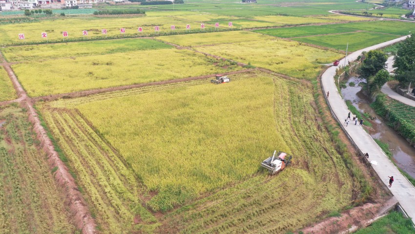 四川兴文：苗乡大地好“丰”景