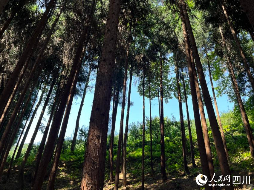 石椅村人工種植的柳杉林。人民網記者 朱虹攝