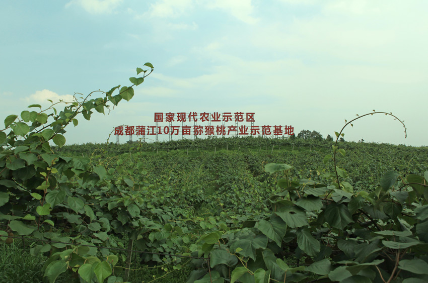 蒲江10万亩猕猴桃产业示范基地。蒲江县委宣传部供图