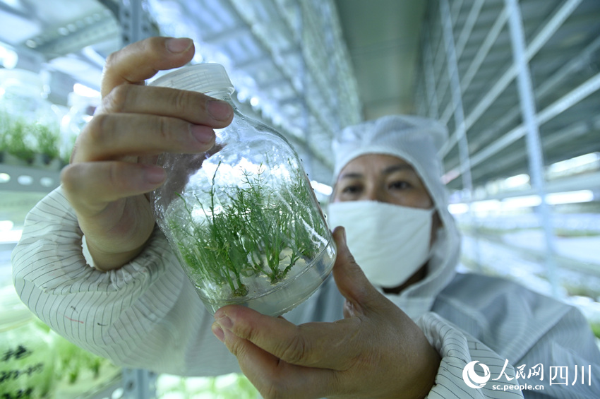 科研人员在查看天冬脱毒苗长势。黄正华摄