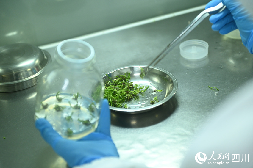 科研人员在接种天冬增殖苗。黄正华摄