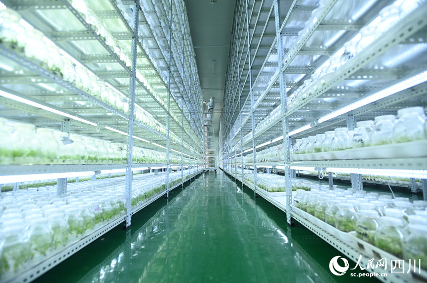 科研人员在植物组织培养室内忙碌。黄正华摄