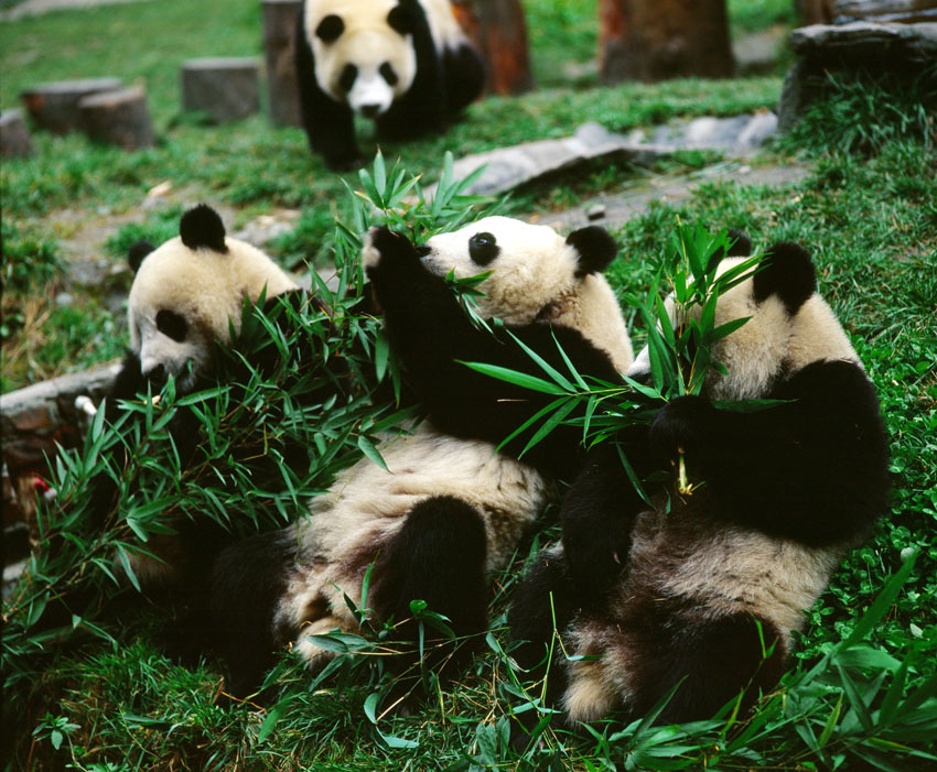 卧龙大熊猫保护基地。阿坝州委宣传部供图
