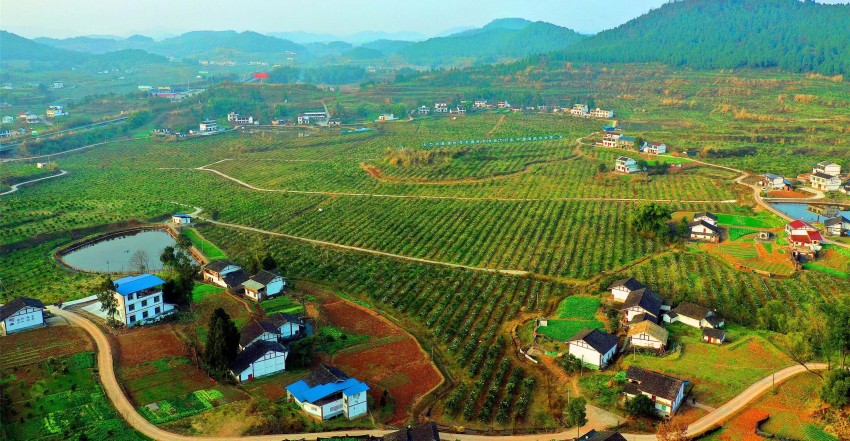 西充有机生产基地。西充县宣传部供图