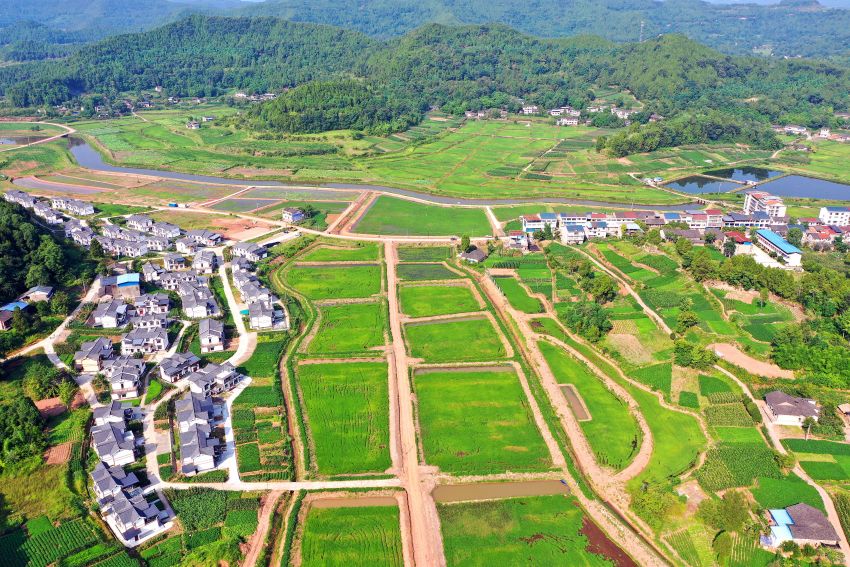 西充有机生产基地。西充县宣传部供图