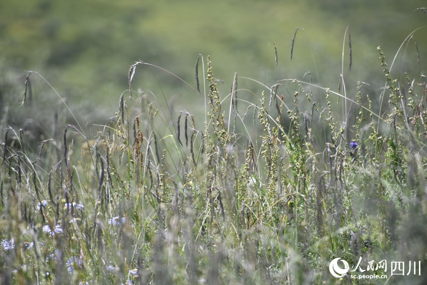 进行生态治理后，庄里村草场的垂穗披碱草长势良好。人民网记者 王洪江摄