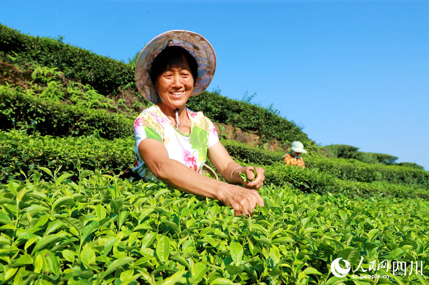 茶農在茶園採摘茶葉。廖勝春攝