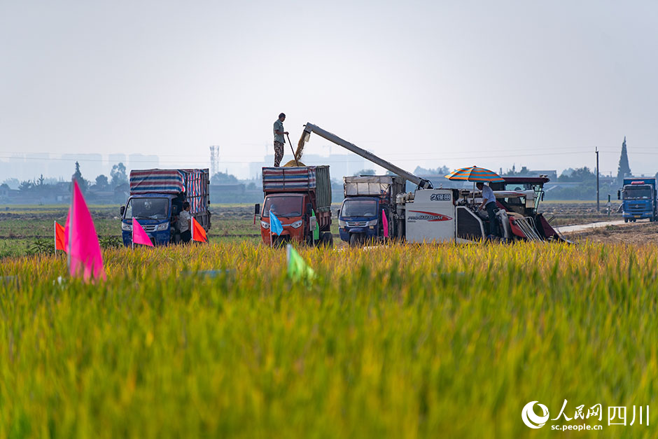 收割機正在採收新品種稻谷。翁光建攝