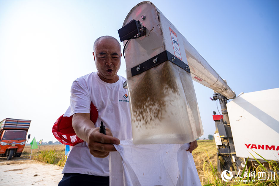 農技員收獲稻谷。翁光建攝