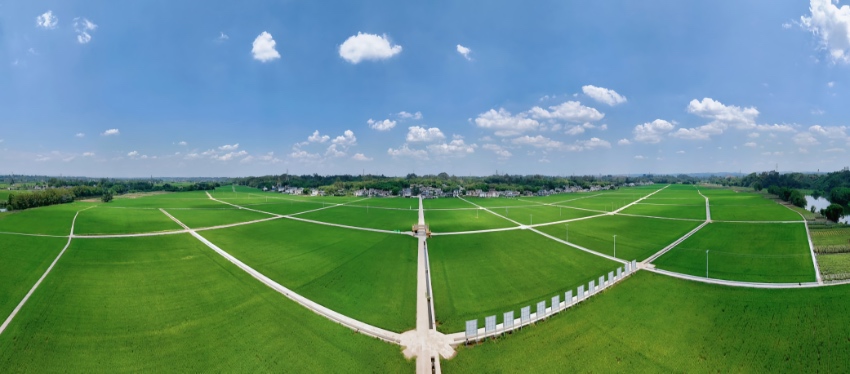 青神县高标准农田。青神县融媒体中心供图