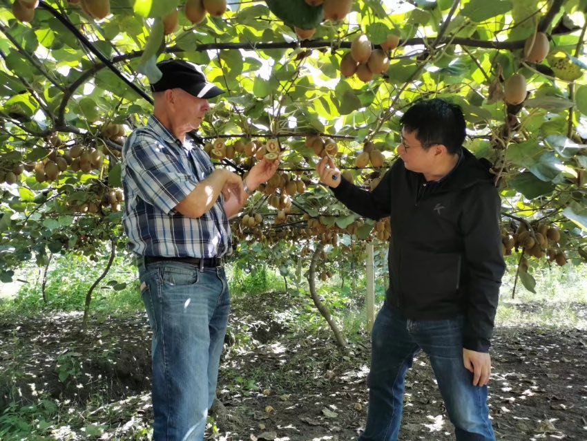 李明章（右）在德陽什邡獼猴桃試驗站，與新西蘭皇家植物與食品研究院育種科學家拉塞爾·羅先生一起在研究基地工作。受訪者供圖