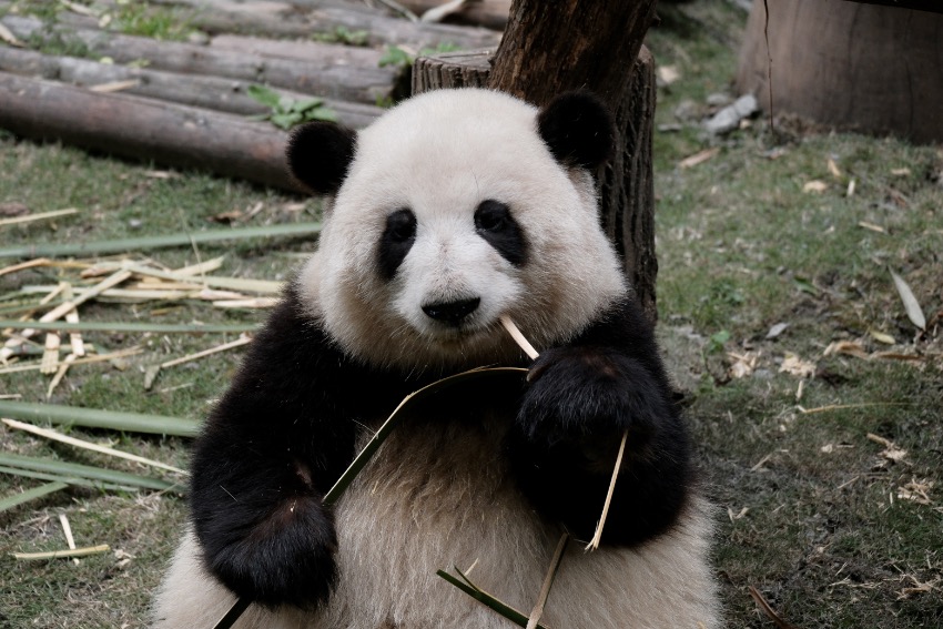 大熊貓“花花”。成都大熊貓繁育研究基地供圖