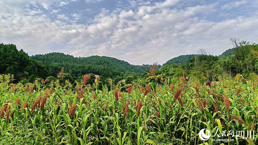 鳳凰村的高粱地。實習生 吳舒婷攝