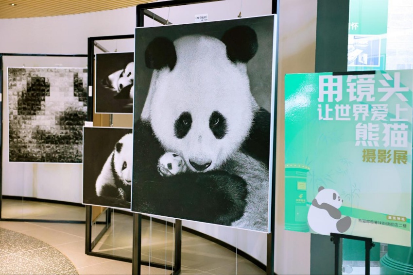 大熊猫主题摄影作品展现场。成都市邮政分公司供图