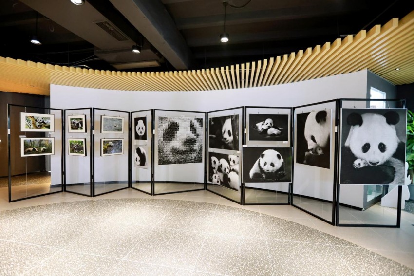 大熊猫主题摄影作品展现场。成都市邮政分公司供图