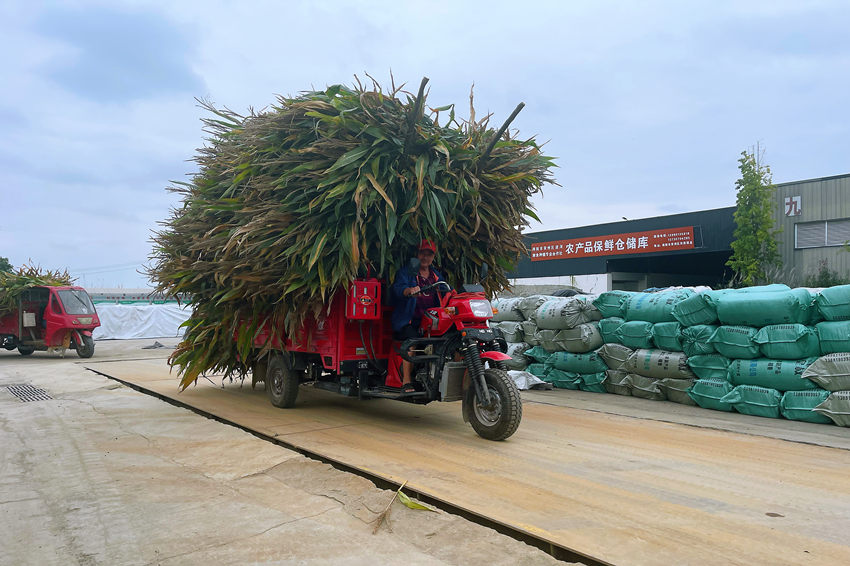 运送青贮饲料的农户。绵阳市委宣传部供图