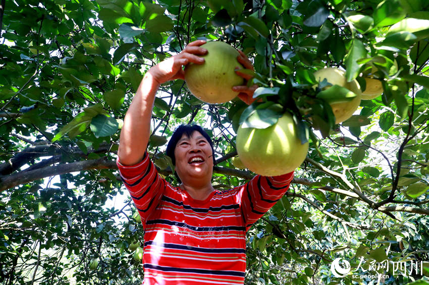 村民在采摘柚子。廖胜春摄