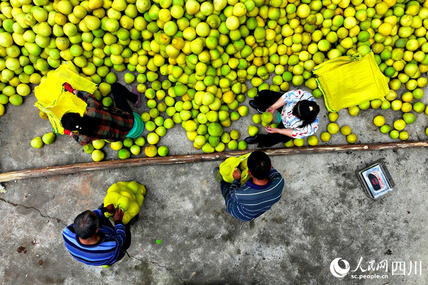 村民在分拣柚子。廖胜春摄