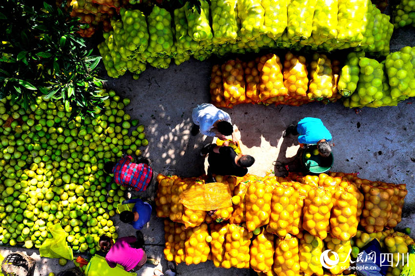 村民在分拣柚子。廖胜春摄