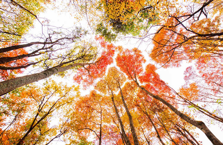 树叶红了。青川县融媒体中心供图