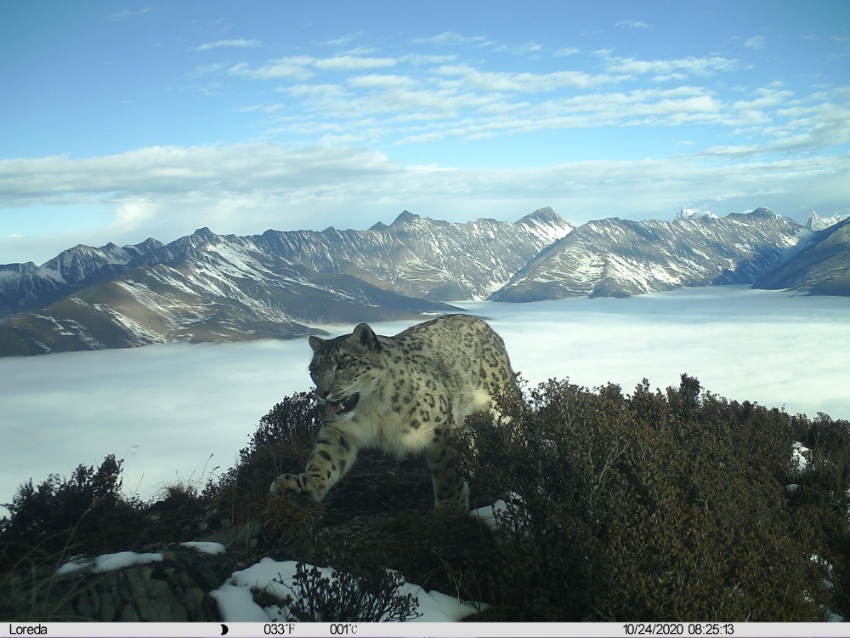 雪豹影像。大熊猫国家公园卧龙片区供图