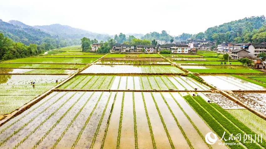 大竹县月华镇水稻制种基地。曹芮铭摄