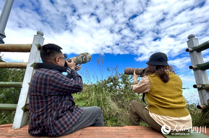 正在监测猛禽活动的志愿者。余欢摄