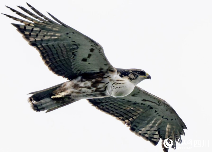 棕腹隼雕。黄拓摄