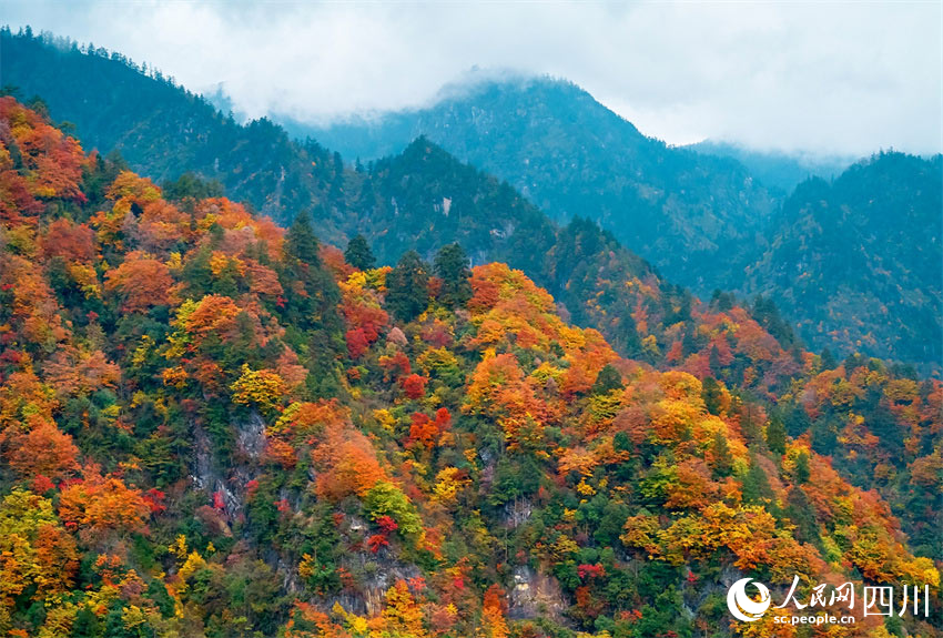 满山红遍，秋色如画。胡宇摄