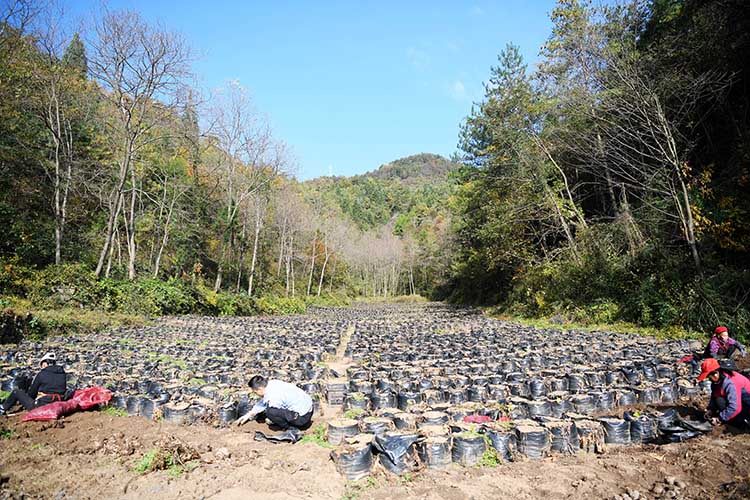 村民们正在地里挖魔芋。朝天区融媒体中心供图