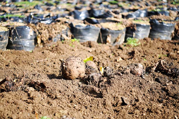 魔芋 朝天区融媒体中心供图