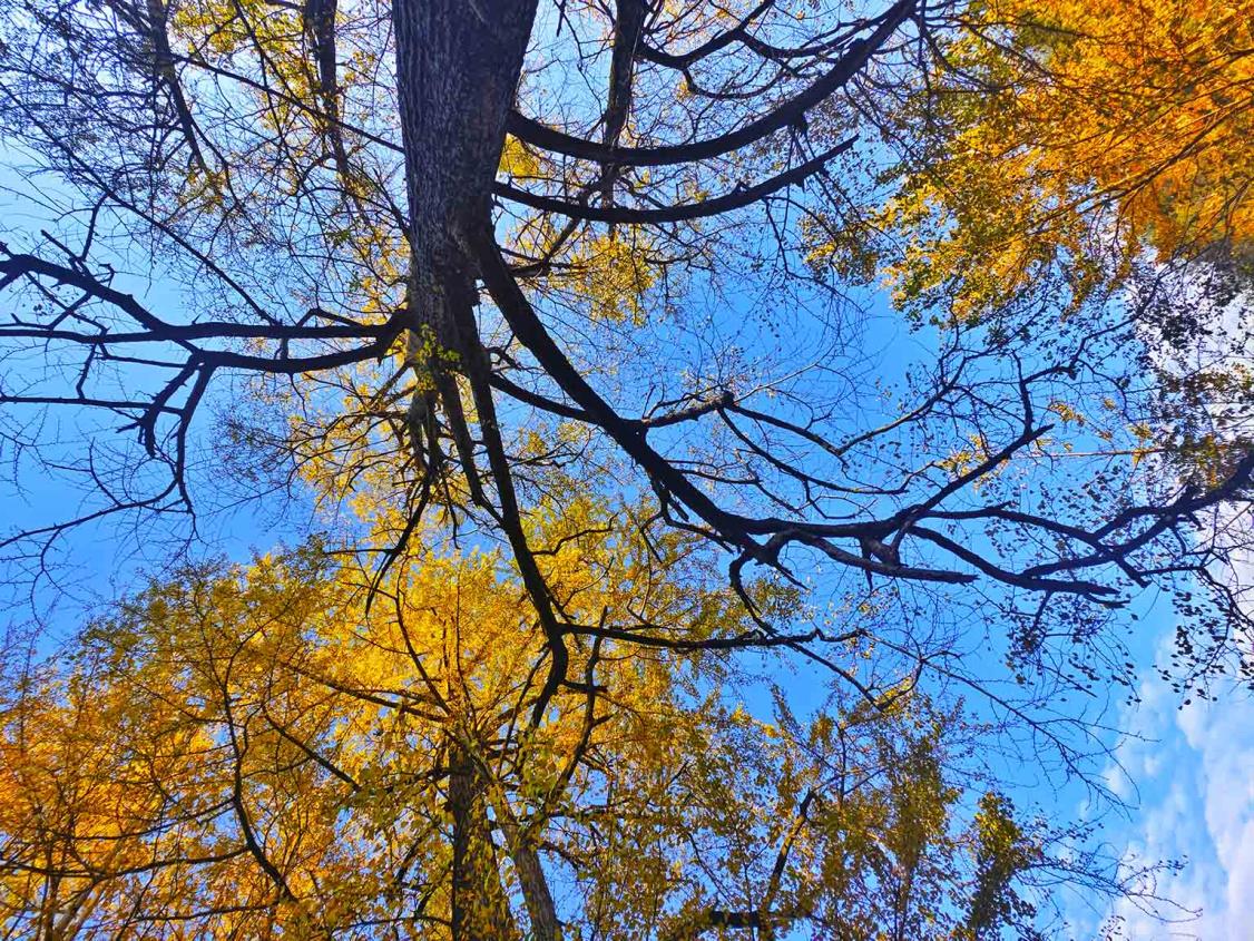高达几十米的银杏树将天衬托得更蓝。马娟摄