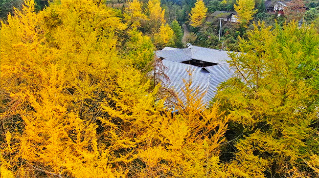 竹峪镇五世同堂的刘家院子被百年银杏包裹。马娟摄