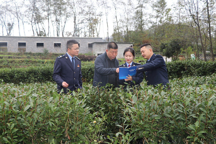 稅務干部到茶園了解茶葉生產情況。涼山州稅務局供圖