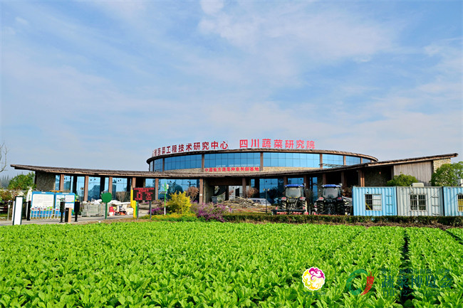 四川蔬菜研究院外青翠的菜苗。主办方供图
